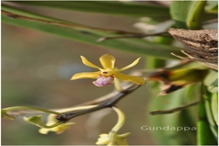 Vanda testacea